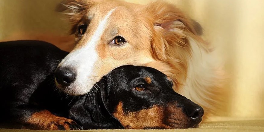 8 Reasons Why Two Dogs Are Better Than One