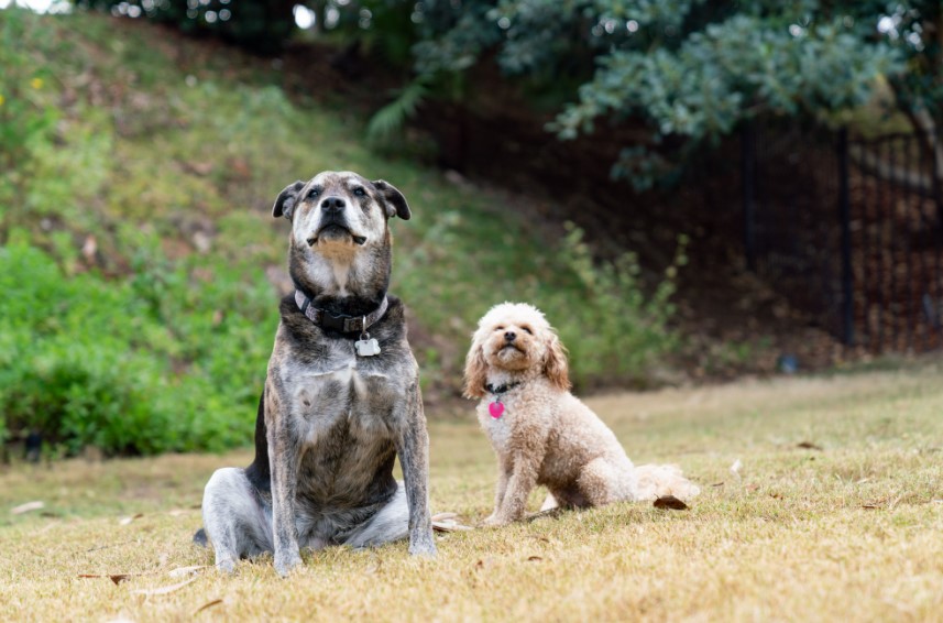 How to Choose a Second Dog: A Guide for Pet Owners